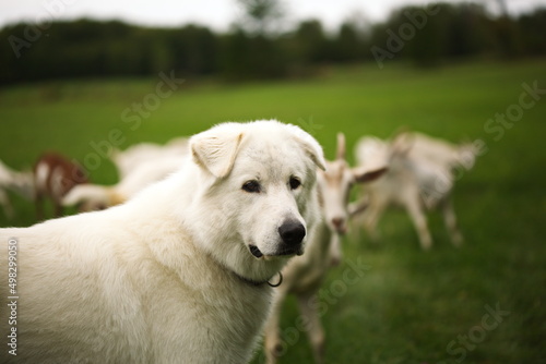 A white maremma sheepdog on a small farm in Ontario, Canada.