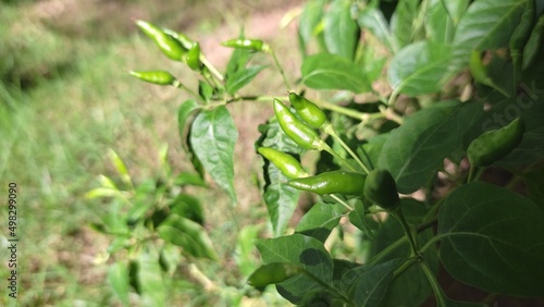 Green chili peppers in nature with green background
