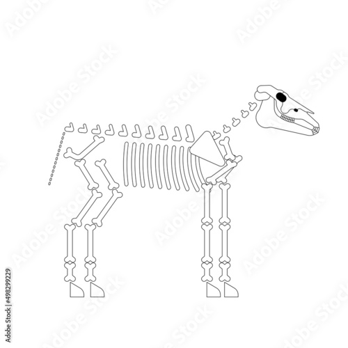 Horse skeleton isolated. horse bones Vector illustration