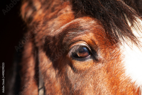 Portrait of a brown horse, close-up eye with reflection in it.
