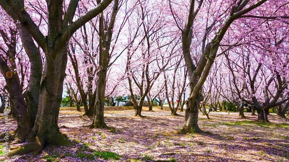 Naklejka premium 粟嶋神社の満開の桜