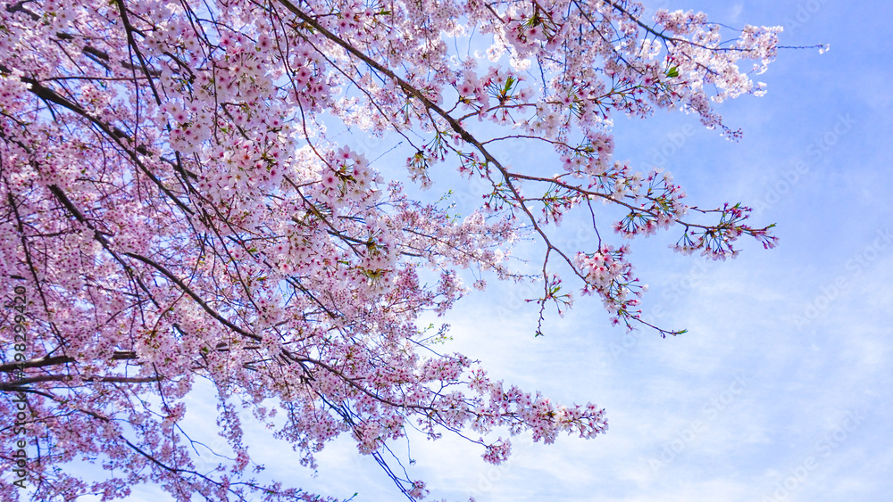 粟嶋神社の満開の桜