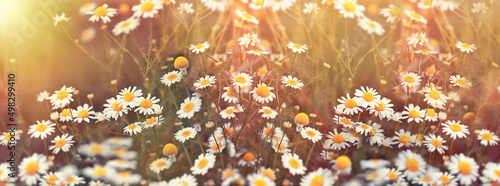Field of daisies, beautiful flowering wild chamomile, beauty nature in meadow, beautiful flower in spring