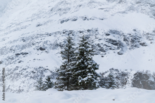 snow fall at a misty winter day in the hohe tauern national park in austria © Chamois huntress