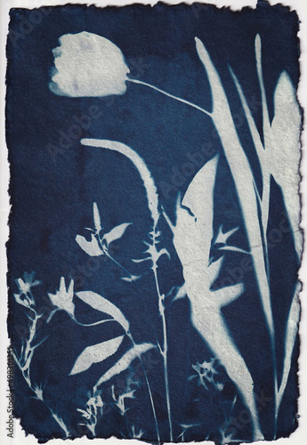 Cyanotype 