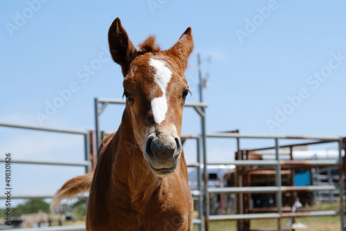 Quarter horse foal face close up on equine ranch.