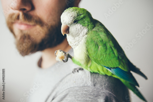 Cropped photo shoot of beard men profile with his pet - green parrot. Domesticated Quaker Parakeet is sitting on shoulders and eating a treat and is looking at camera with curiosity expression. 