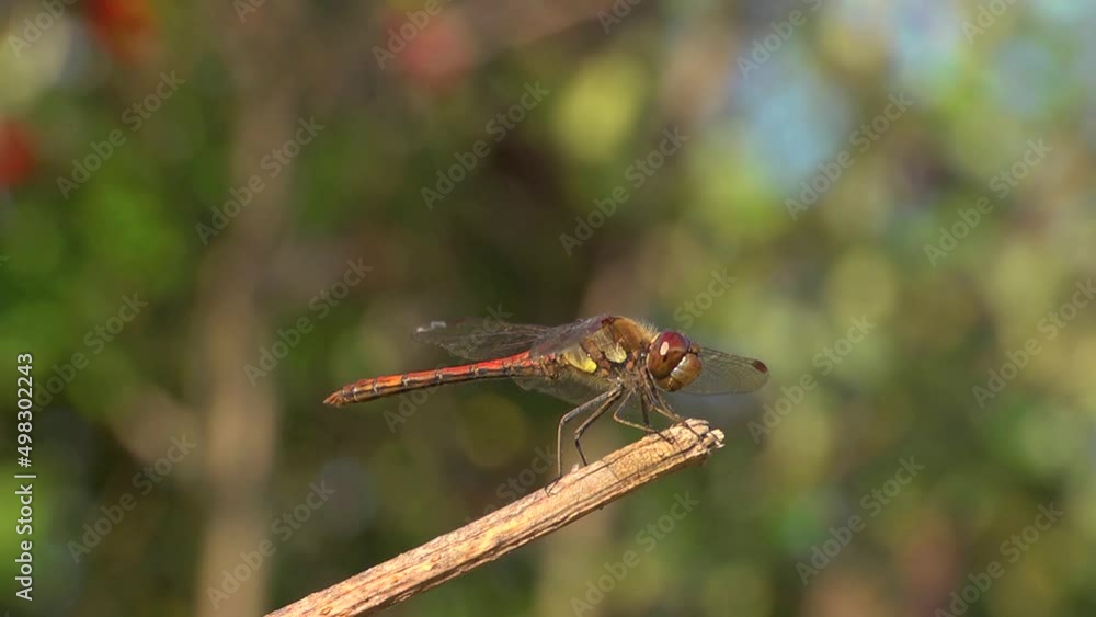 Red-veined Darter dragonfly, side view, close up, shallow depth of field. Red-veined Darter dragonfly, side view, close up, shallow depth of field.