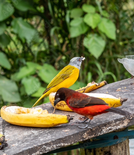 birds red and yellow