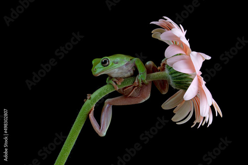 Dumpy Tree Frog (Litoria caerulea) or Australian Green Tree Frog perched on a flower stalk.