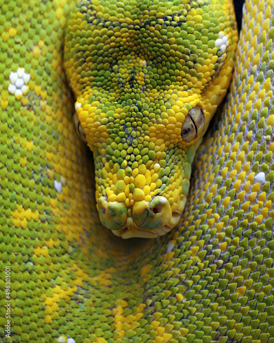 The closeup head of Green Tree Python snake (Morelia viridis). This snake is not venomous. 