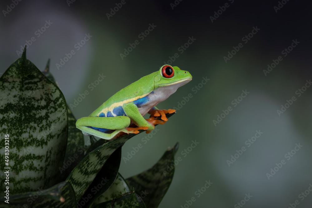 Obraz premium Red-eyed Tree Frog (Agalychnis callidryas) on leaves
