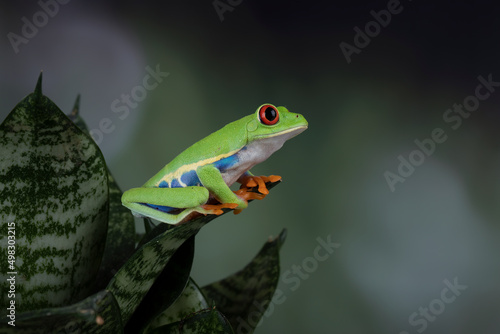 Red-eyed Tree Frog (Agalychnis callidryas) on leaves