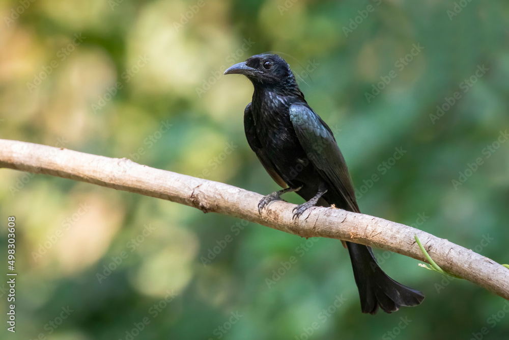 Image of Hair crested drongo bird on a tree branch on nature background. Animals. Image of Hair crested drongo bird on a tree branch on nature background. Animals.