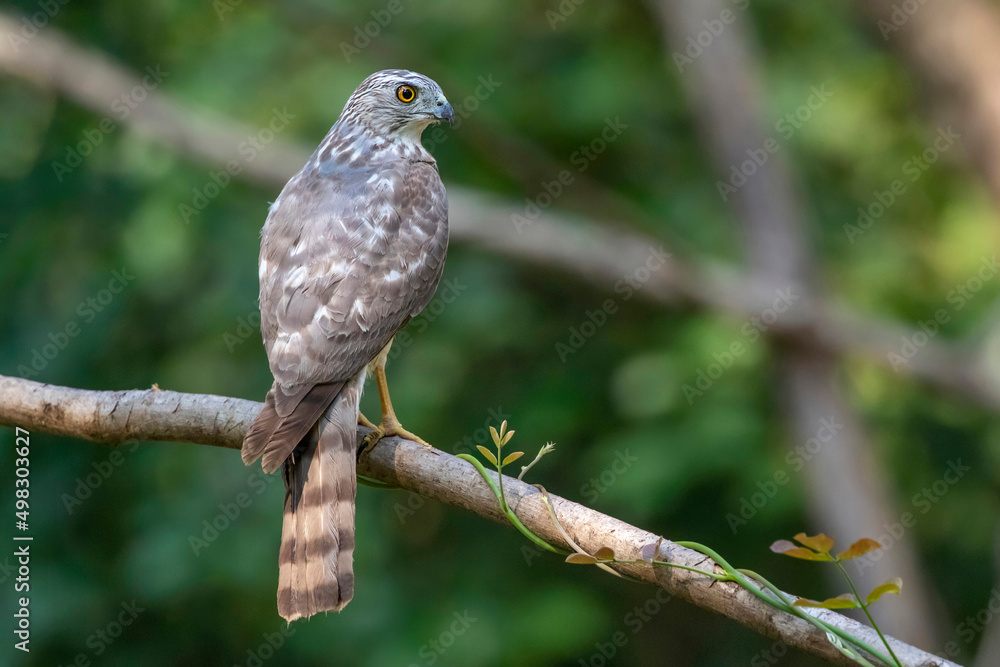 Image of Shikra Bird ( Accipiter badius) on a tree branch on nature background. Animals. Image of Shikra Bird ( Accipiter badius) on a tree branch on nature background. Animals.