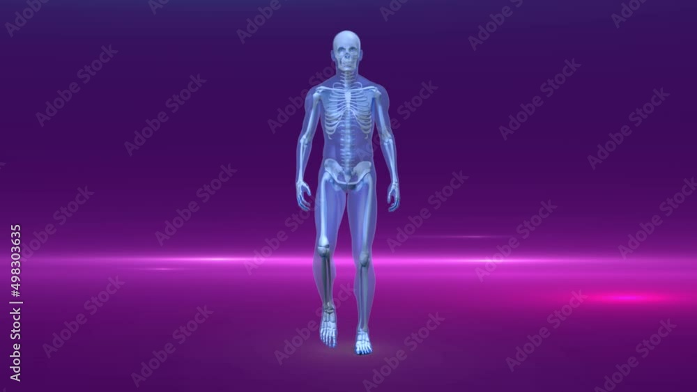 Video of coloured lights over human anatomic model on purple background Video of coloured lights over human anatomic model on purple background