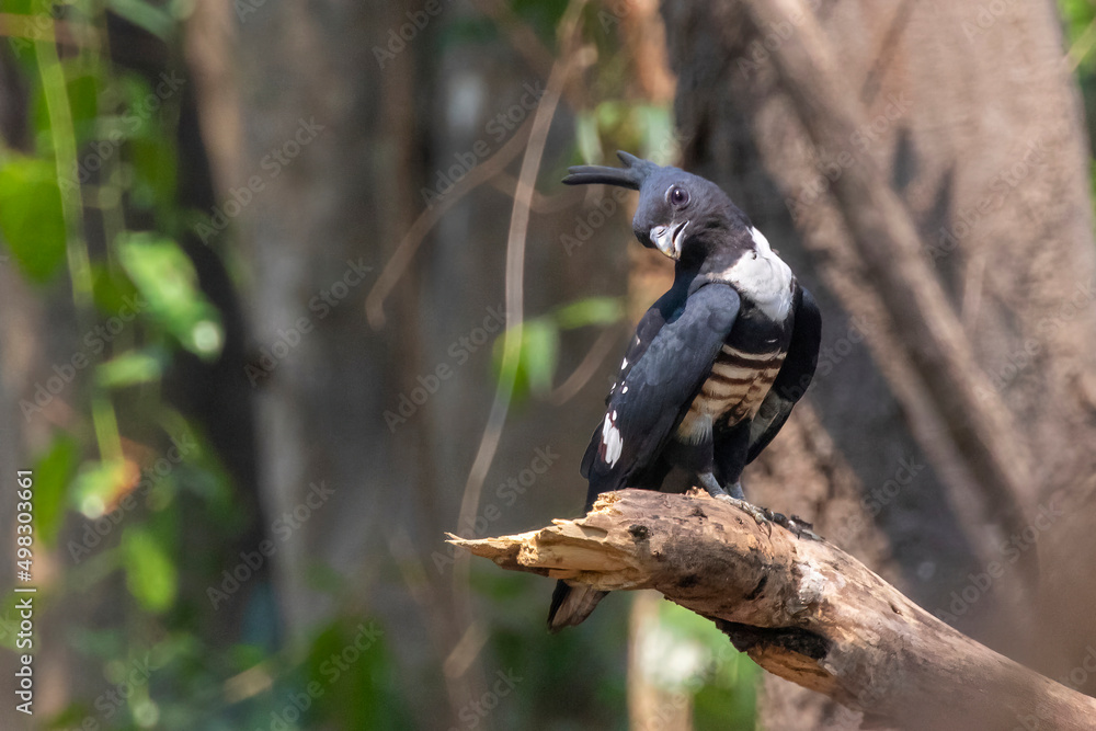 Obraz premium Image of black baza bird (Aviceda leuphotes) on a tree branch on nature background. Animals.