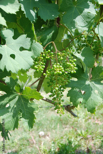 Vineyards of Langhe, Piedmont - Italy