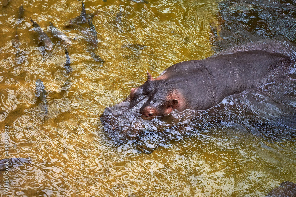 Hippopotamus in water. Top view of a large hippo.