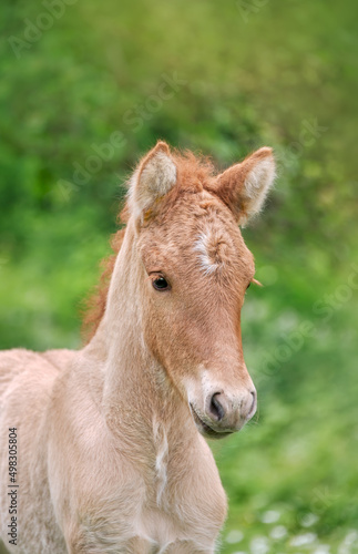  A cute icelandic horse foal  light red brown  looking curiously and cocks its ears forward  head portrait  in a spring meadow