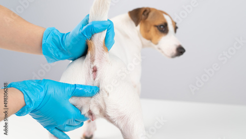 Cuadro en lienzo Veterinarian doing a rectal examination to a jack russell terrier dog