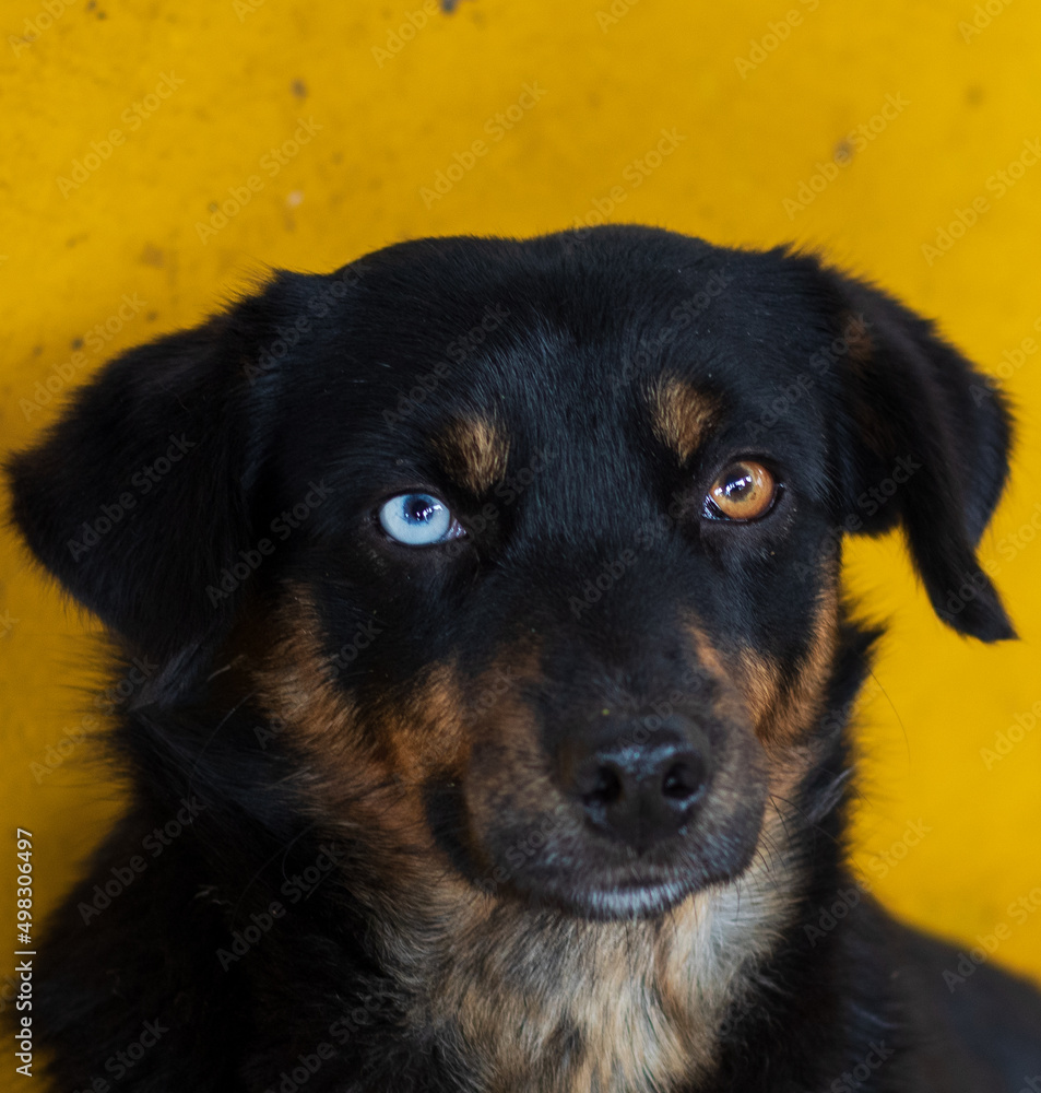 perro coor ojos diferentes perro coor ojos diferentes