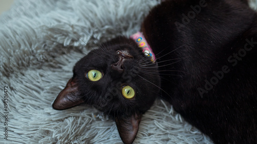 black cat