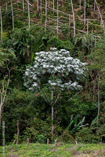 Cecropia peltata a representative tree of the cloudy forest in central and south america photo