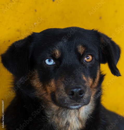 perro coor ojos diferentes