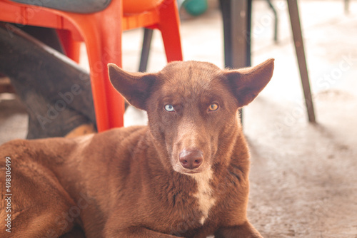 perros ojos diferente color