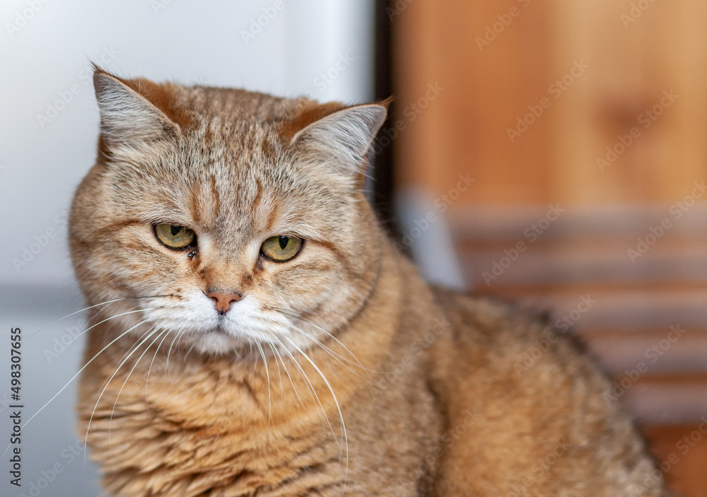 A beautiful gray cat in close - up lies and rests on the window sill of the house . The cat then looks into the camera then sleeps.