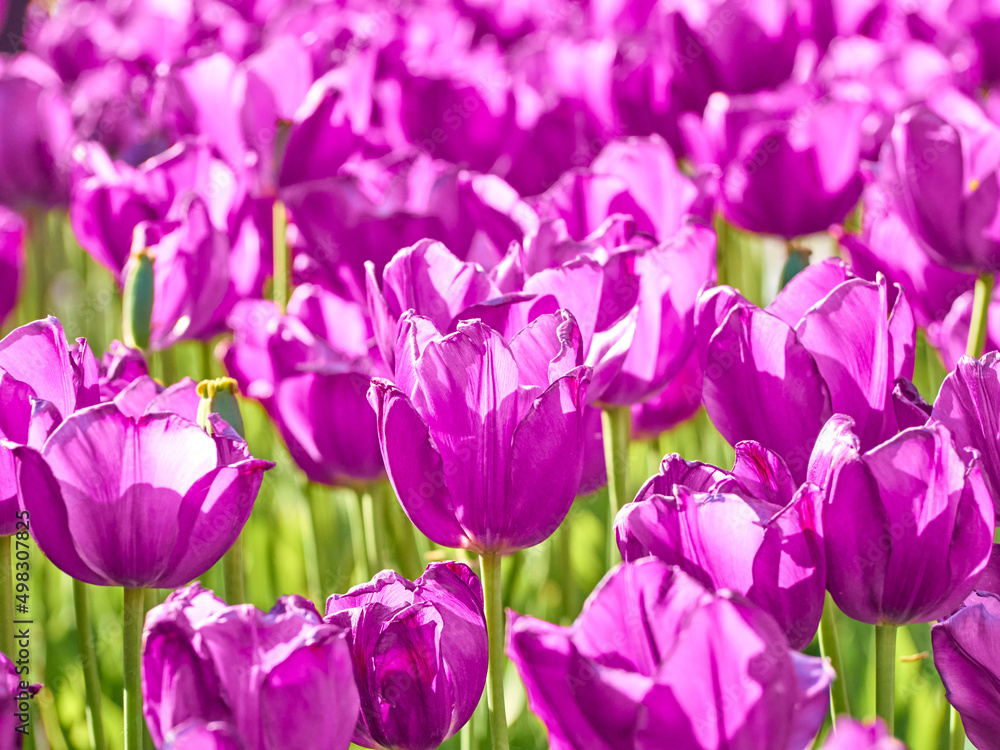Dark purple tulips in bright sunlight in the garden. Dark purple tulips in bright sunlight in the garden.