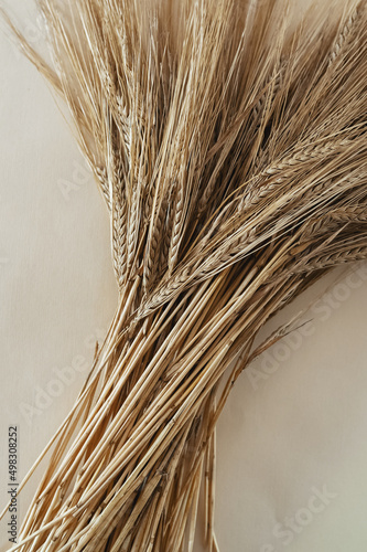 Ears of wheat on a light background