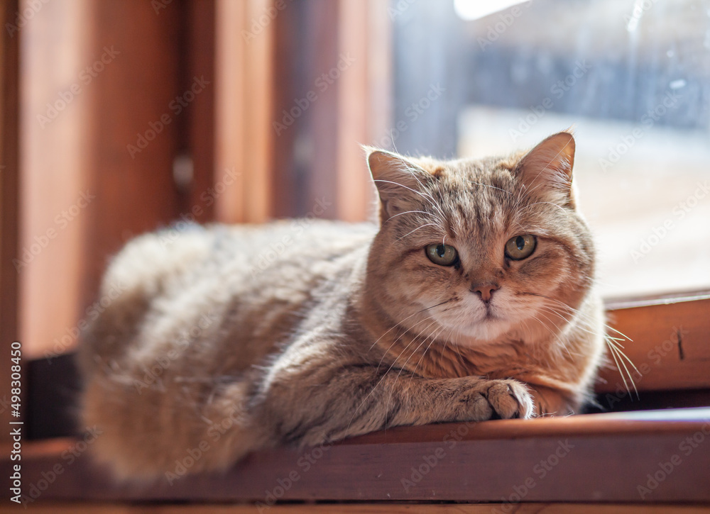 A beautiful gray cat in close - up lies and rests on the window sill of the house . The cat then looks into the camera then sleeps.