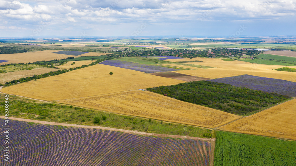 Lavender field aerial view. Top view.