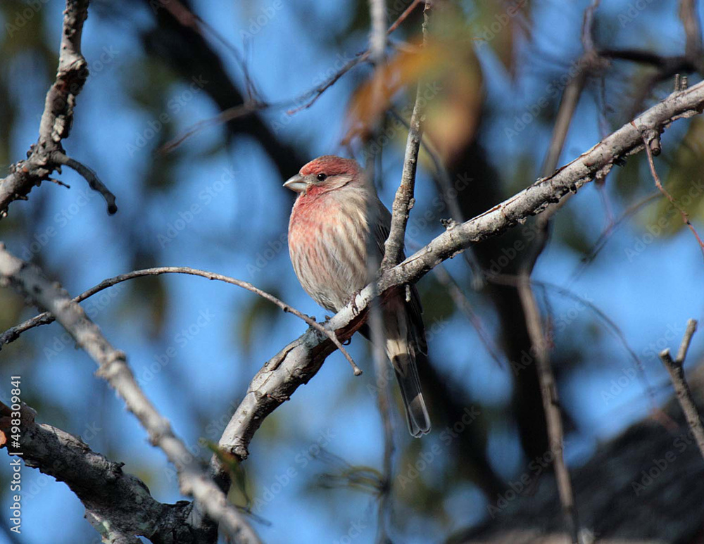 House Finch House Finch