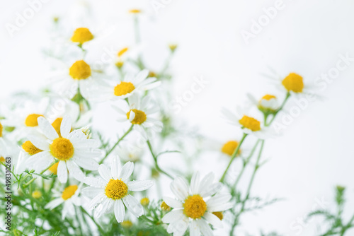Chamomile flowers on white background. Selective focus.