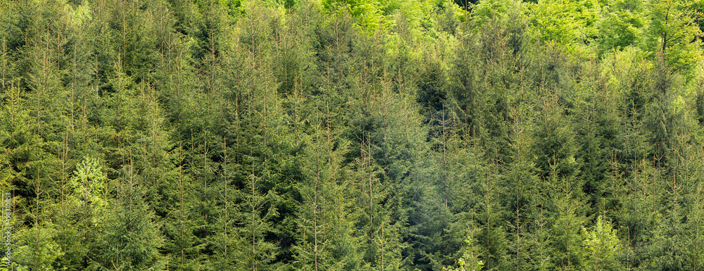 Aerial nature scenic landscape of pine green trees. Top view of green forest in mountain. Fir wood with sunlight from above. Summer landscape with green forest in sunny day. Aerial nature scenic landscape of pine green trees. Top view of green forest in mountain. Fir wood with sunlight from above. Summer landscape with green forest in sunny day.