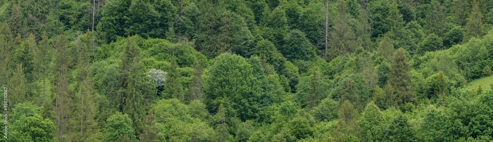 Mixed forest pattern. Mountain Forest in Ukraine in Summer Day. Top View Green Forest Landscape. Trees nature reserve.