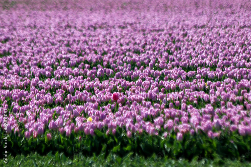 Purple on flower bulb fields at Stad aan 't Haringvliet on island Flakkee