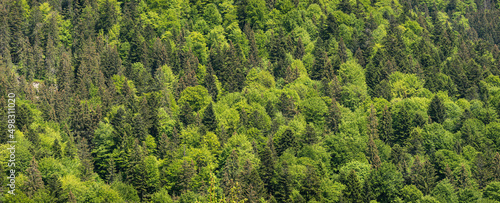 Top View Green Forest Landscape. Aerial view over a mixed forest in summer. Natural forest background panorama. Mixed forest pattern. 