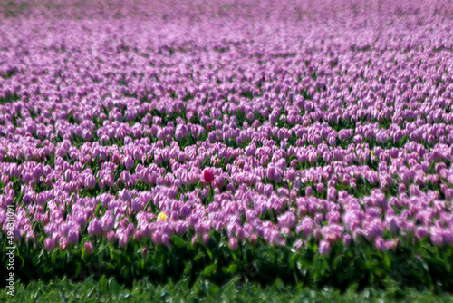 Purple on flower bulb fields at Stad aan 't Haringvliet on island Flakkee