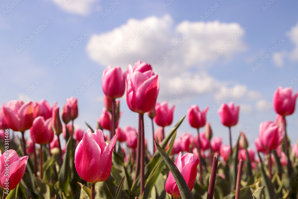 Obraz premium Pink tulip on flower bulb fields at Stad aan 't Haringvliet on island Flakkee