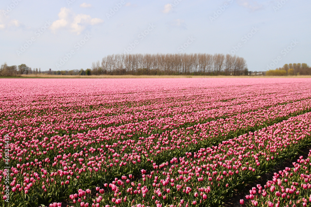 Pink tulip on flower bulb fields at Stad aan 't Haringvliet on island Flakkee