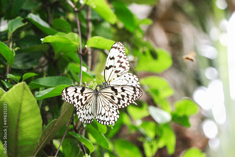 ホウライカガミの花の蜜を吸うオオゴマダラ Stock Photo Adobe Stock