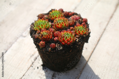 Rojniczek jovibarba sobolifera kwiat sempervivum succulent yellow flower cactus photo