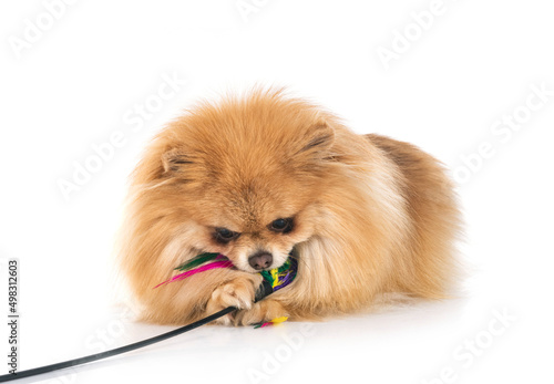 pomeranian in studio