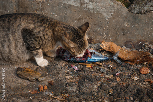 wild cat eats big fish voraciously photo