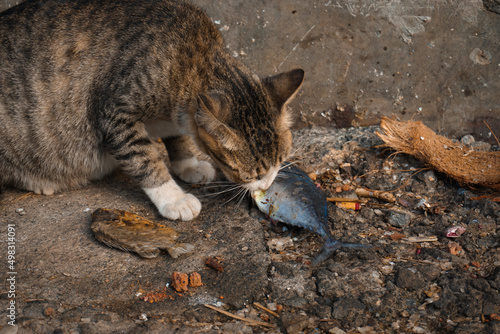 wild cat eats big fish voraciously photo