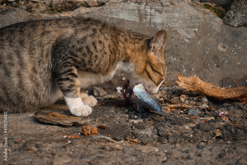 wild cat eats big fish voraciously photo